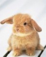 /album/fotogaleria/cute-bunny-jpg/
